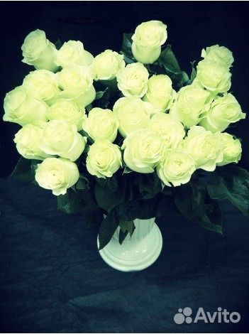 Розы 25 шт белые эквадор Латин леди 70 см