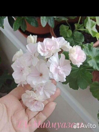 Пеларгония герань