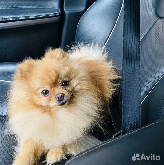 Вязка Кляйншпиц