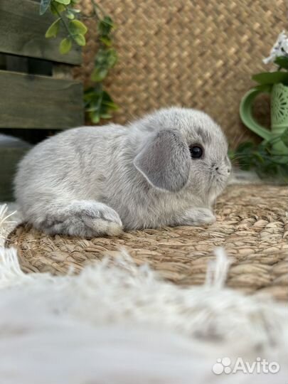 Вислоухие кролики