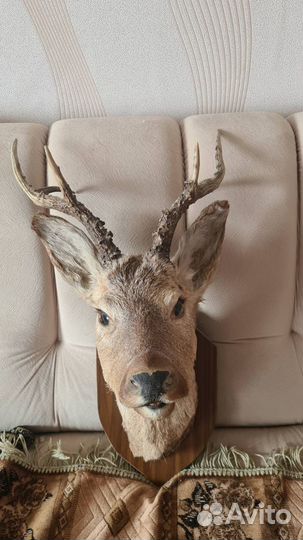 Чучело косули, козы