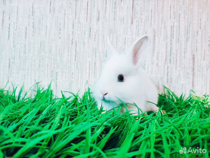 Мини карликовый кролик