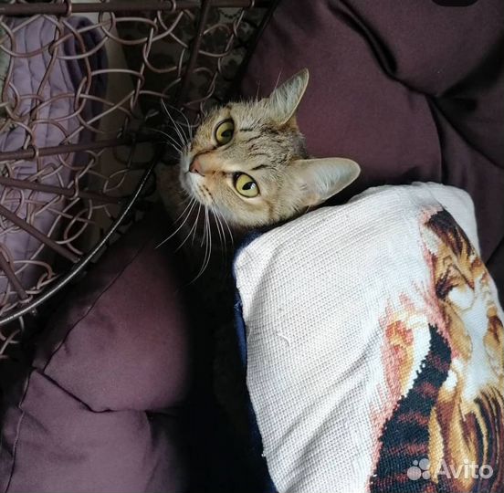 Передержка для кошек