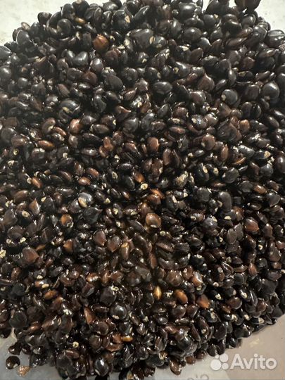 Семена магнолии суланжа 15штук