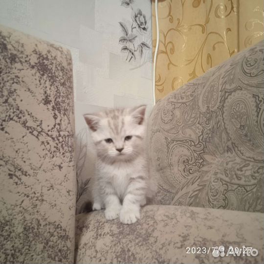 Шотландская