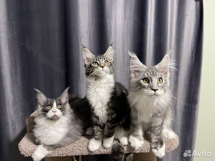 Котята мейн-кун