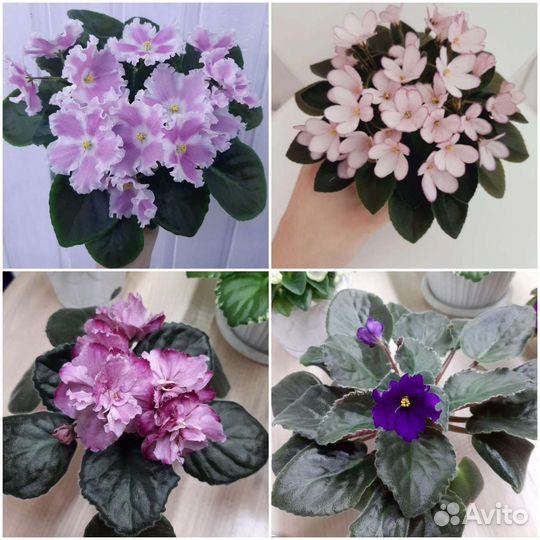 Фиалки набор