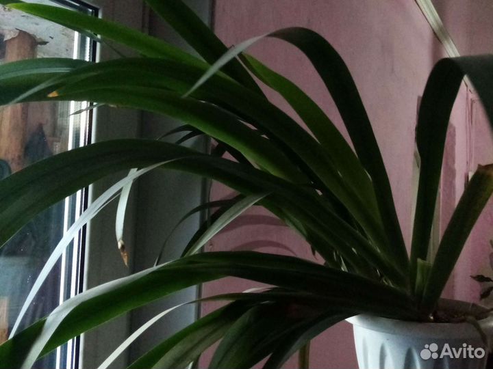 Неомарика или апостольский ирис