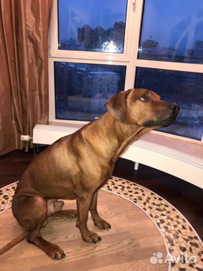 Кабель родезийского риджбека для вязки