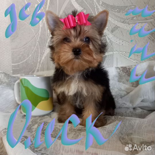 Йоркширский терьер мини девочка