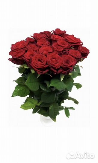 Роза Ред Наоми