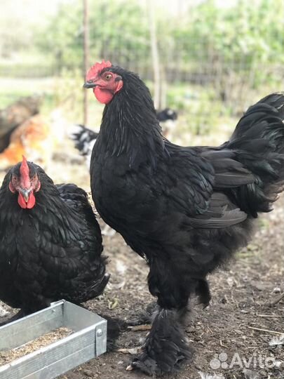 Петухи породы кохинхин