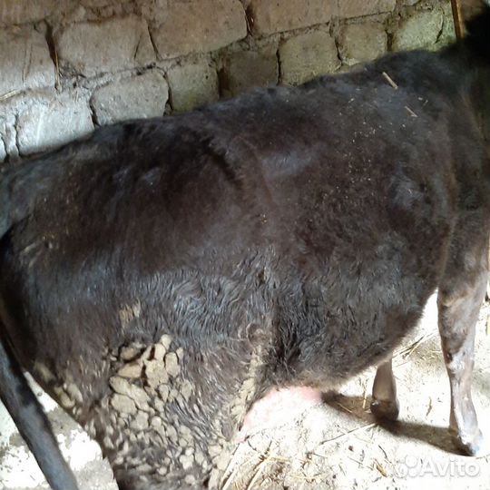 Телки.Возрост 1.2-1.4