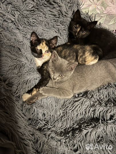 Котята в добрые руки