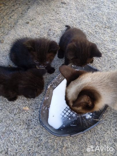 Котята сиамские кошечки