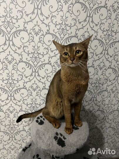 Котик абиссинец