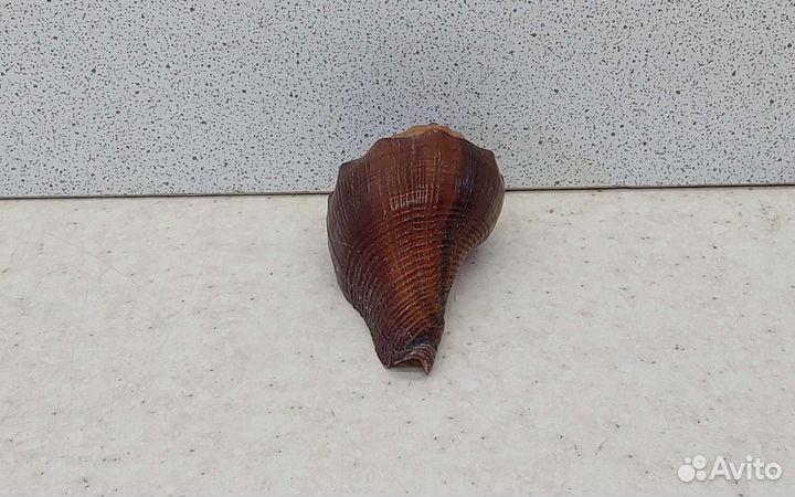 Ракушка раковина морская 5,8 коричневая