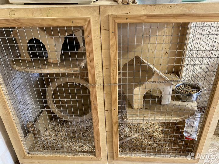 Шиншиллы с клеткой