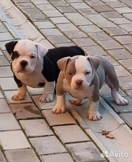 Американский булли щенки (мальчики)