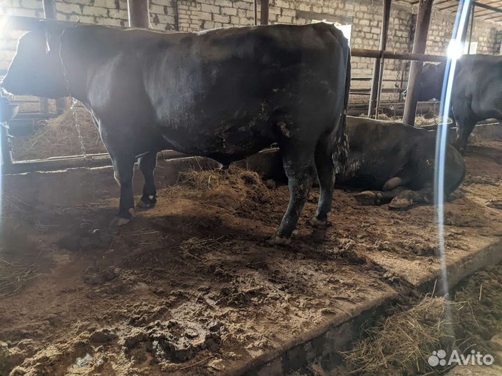 Быки Абердин-Ангус на племя и разведение,живой вес