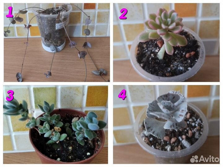 Суккуленты разные