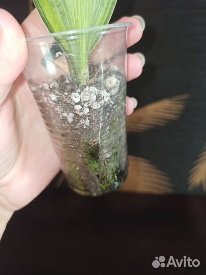 Сансевиерии