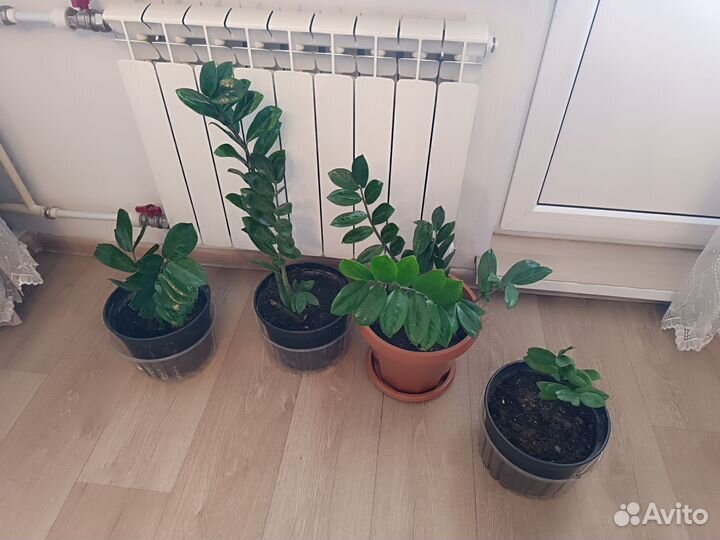 Продам комнатные растения Замиокулькас