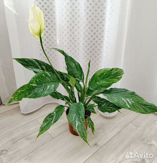 Спатифиллум