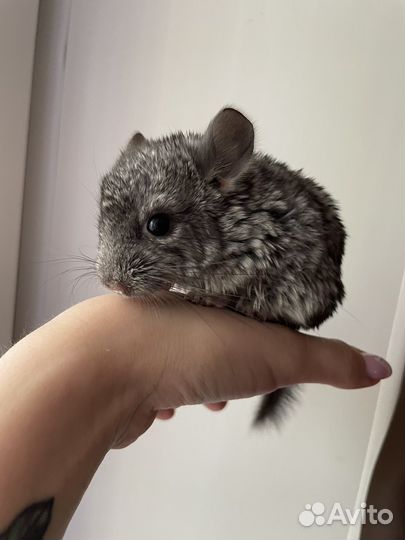 Шиншилла