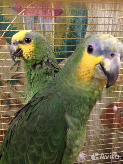 Пара Венесуэльских Амазонов с большой клеткой