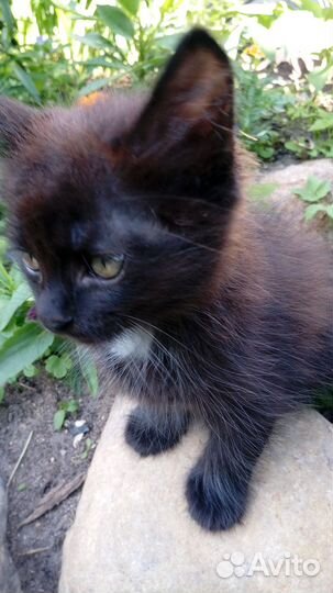 Отдам котика