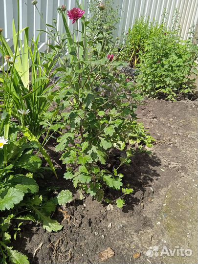 Корейская хризантема