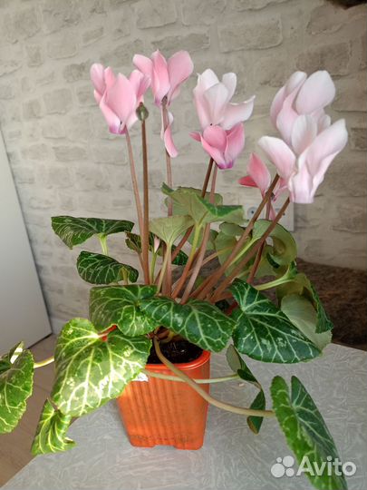 Цикламен
