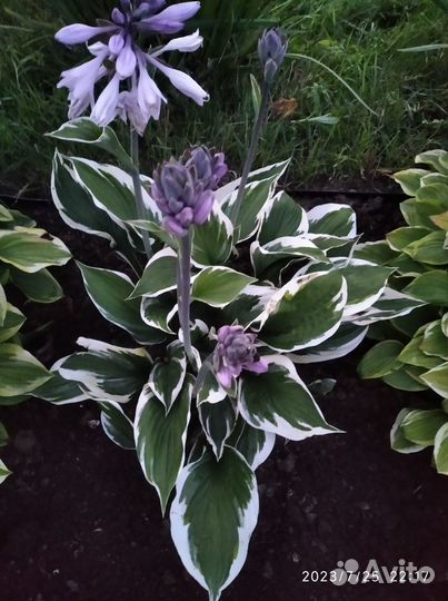 Хоста многолетка