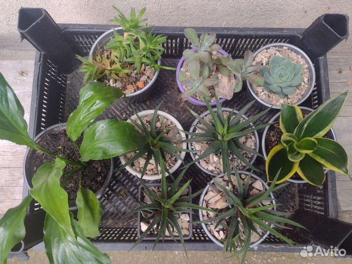 Спатифиллум, стапелия, сансевиерия