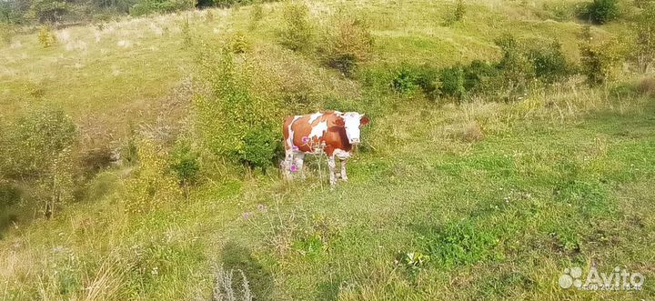 Коровы и телки