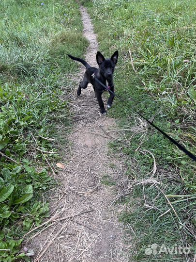 Щеночек в добрые руки