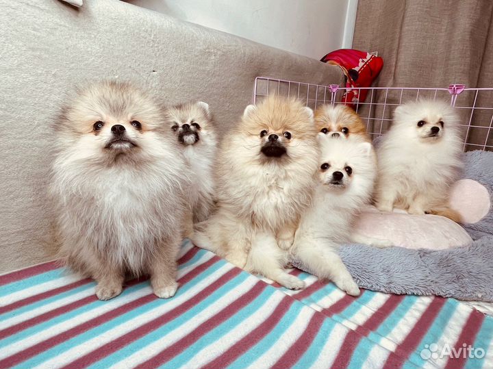 Купить шпица в питомнике. Щенки померанского шпица