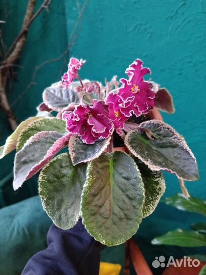 Сортовые фиалки