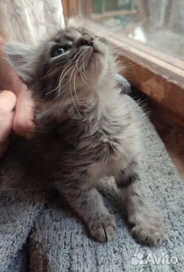 Совсем маленький котейка в дар