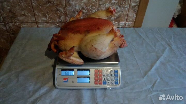 Бройлеры и индюшата