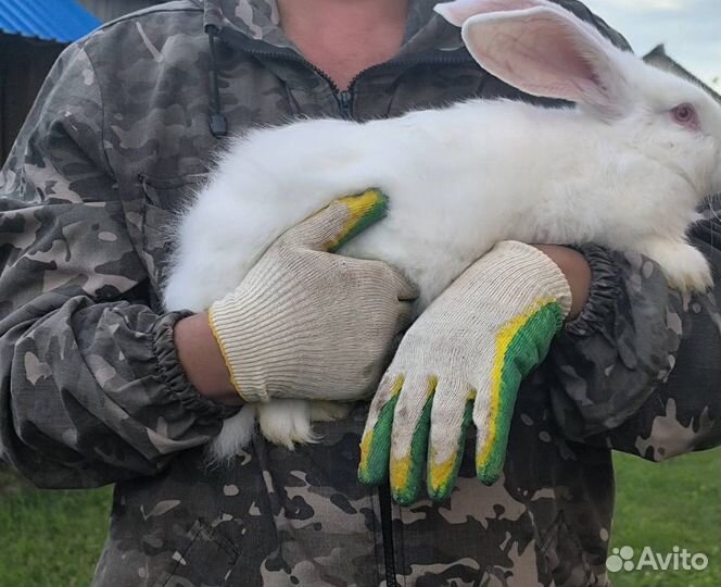 Кролики породы фландр