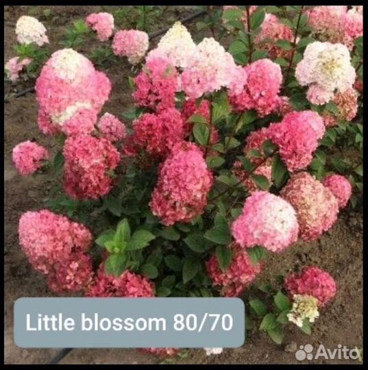 Гортензия метельчатая, крупнолистная