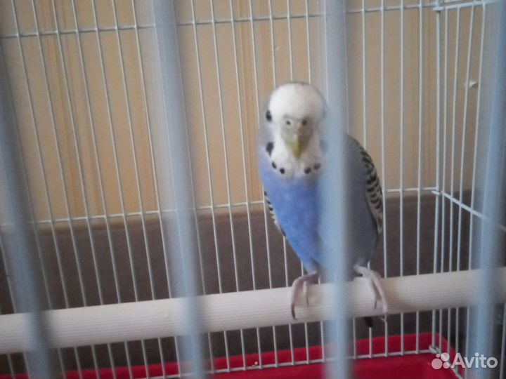 Волнистый попугай