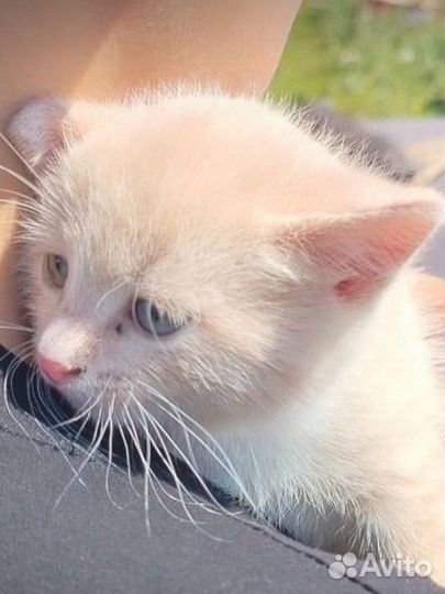 Котята в добрые руки даром