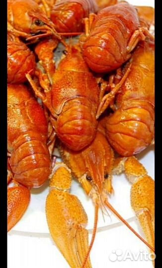 Живые раки с доставкой
