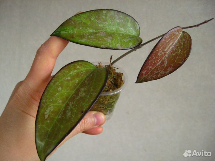 Неприхотливые растения для офиса и дома