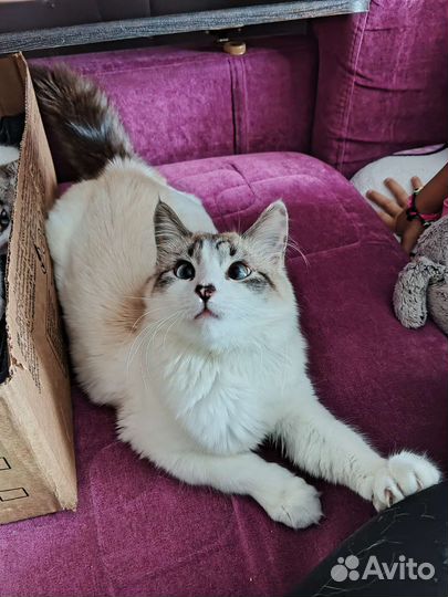 Котята отдам в добрые руки бесплатно