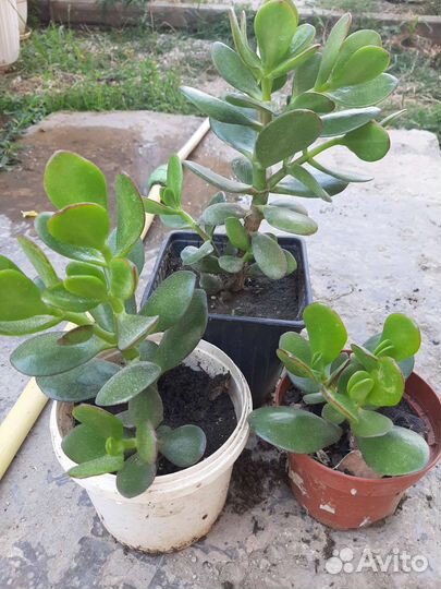 Денежное дерево