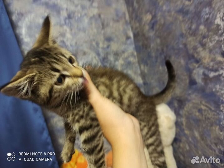 Кошка в дар 10р